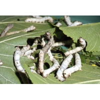 SILKWORM EGGS Bombyx mori WHITE variety 100 eggs SILKWORM EGGS Bombyx mori WHITE variety 100 eggs